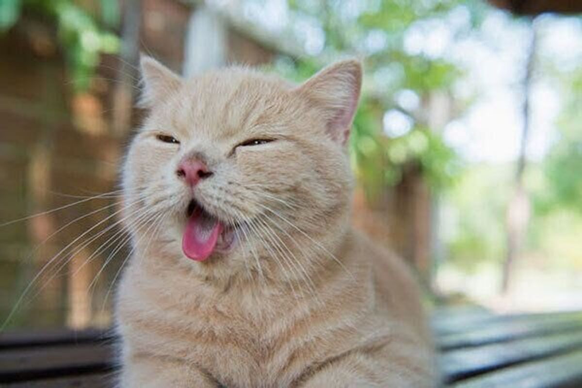 猫が 鼻水 を出しているときには要注意 腫瘍が疑われるケースも ねこのきもちweb Magazine 猫が 鼻水 を出しているときには要注意 腫瘍が疑われるケースも ねこのきもちweb Magazine