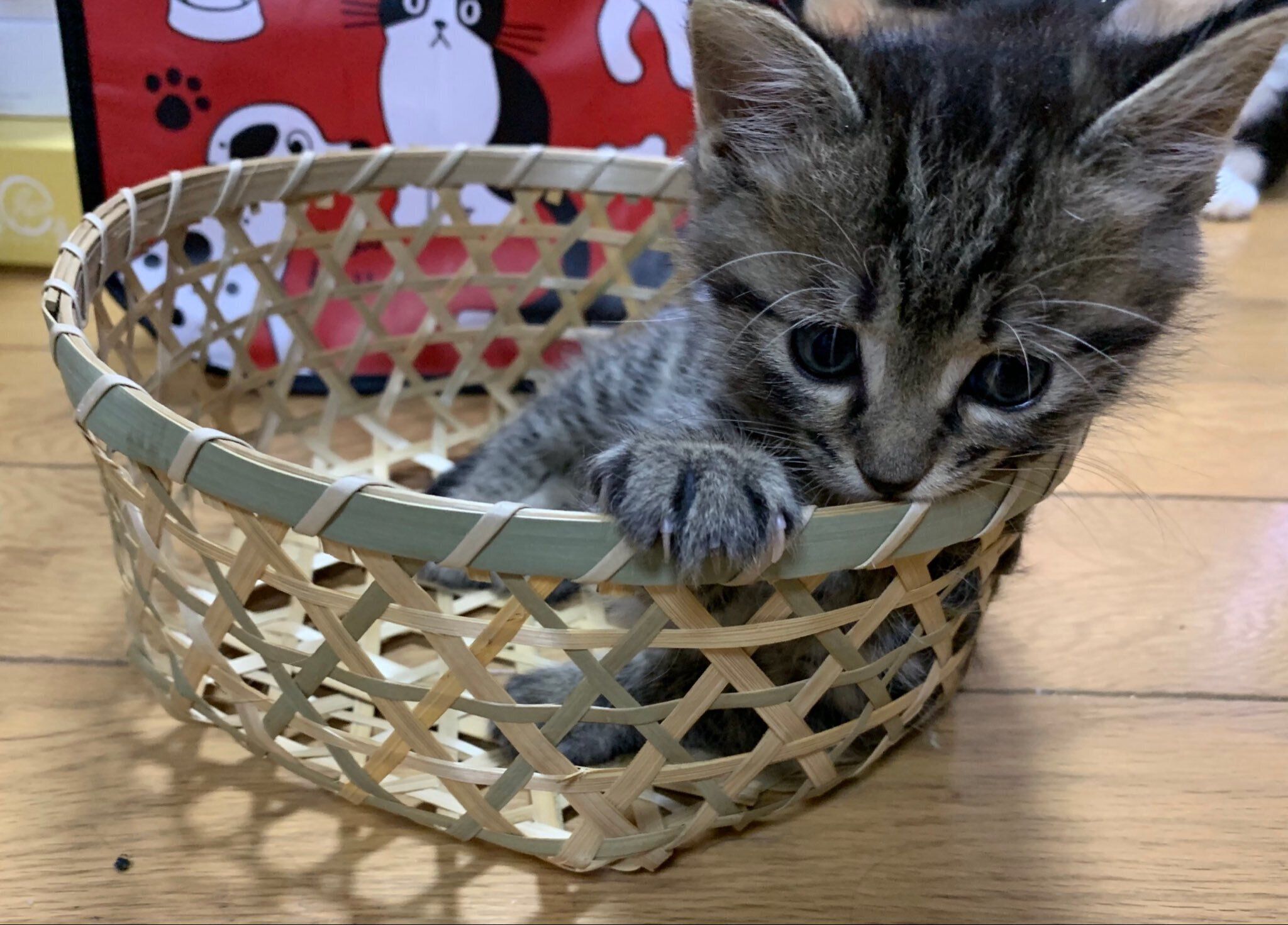 カゴに入っている生後2カ月の子猫