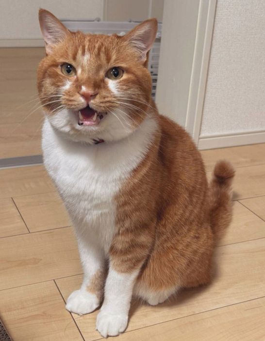 5才になったごま太郎くん