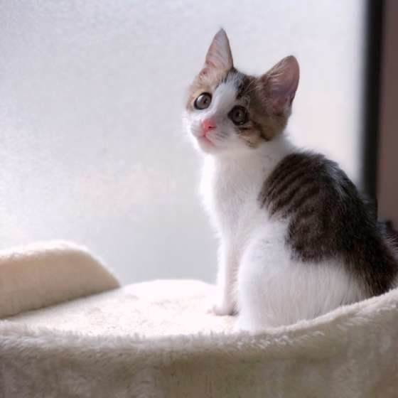 カメラを見る子猫