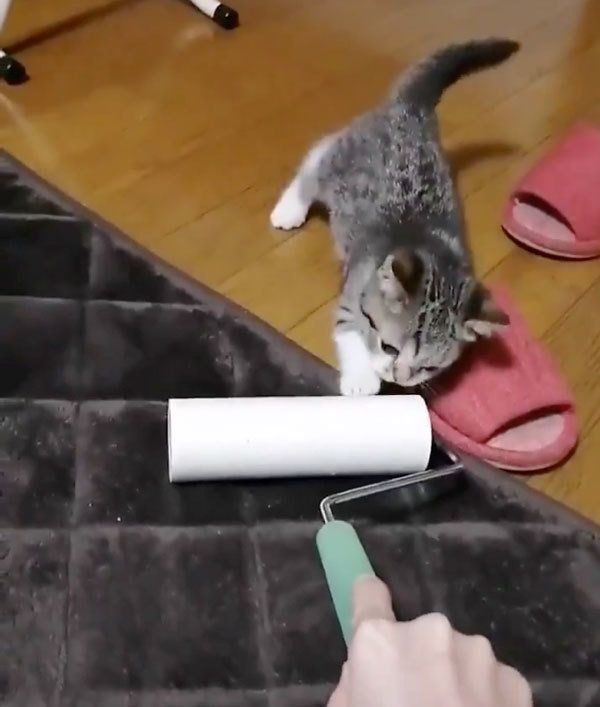 コロコロと勝負するもかちゃん