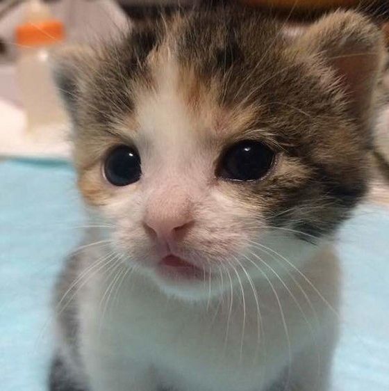 【子猫の画像】シーン別のベストショットから撮影のコツまでご紹介!|ねこのきもちWEB MAGAZINE