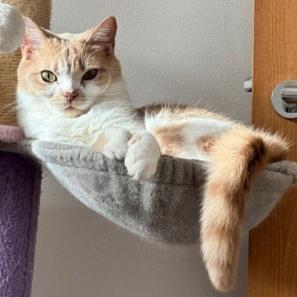 ハンモックで「ドン」のような風格を出すうるくん