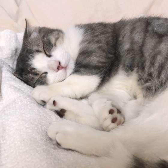 眠るマンチカン