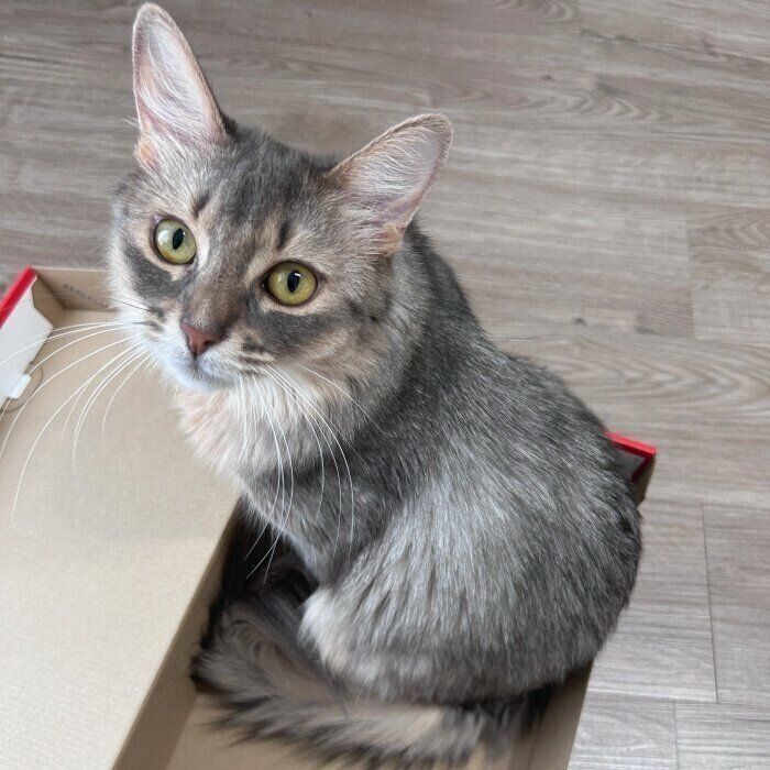 箱に入って飼い主さんを見つめるリンダちゃん