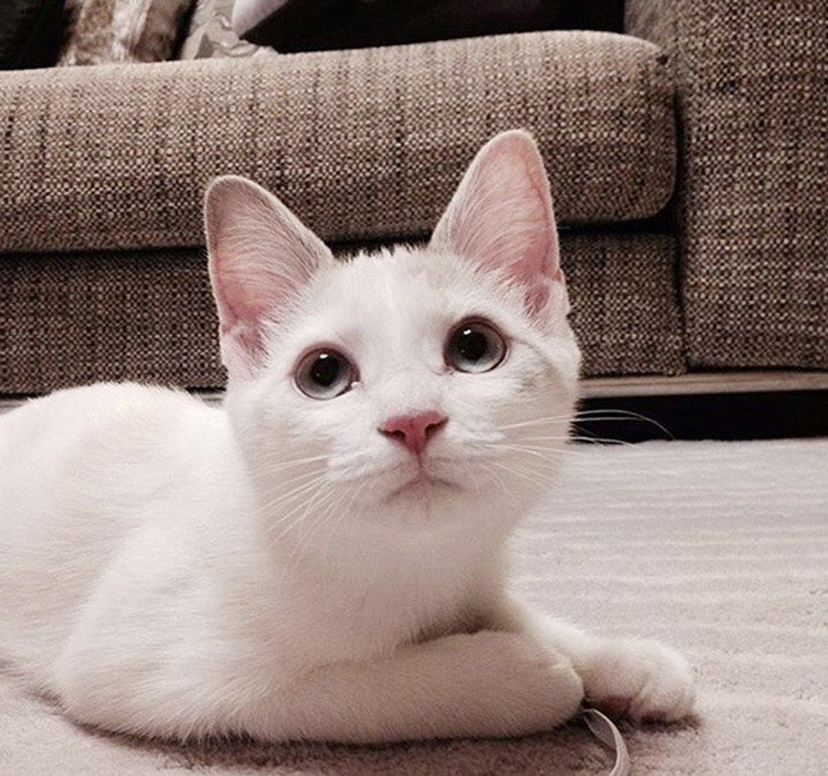 発進前の車のエンジンルームから救出された猫 生かされた命で 幸せを運ぶ ねこのきもちweb Magazine 発進前の車のエンジンルームから救出された猫 生かされた命で 幸せを運ぶ ねこのきもちweb Magazine