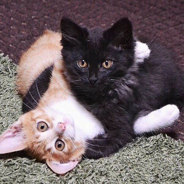 チャボくんとスミちゃん