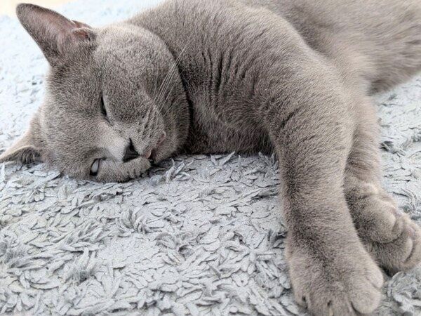 目を開けて眠るたぬきくん