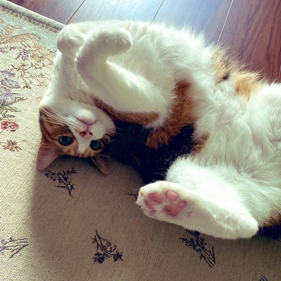 あおむけに寝転がるぷうちゃん