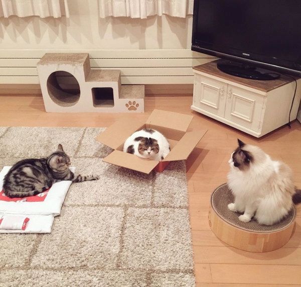 謎の会議をする猫