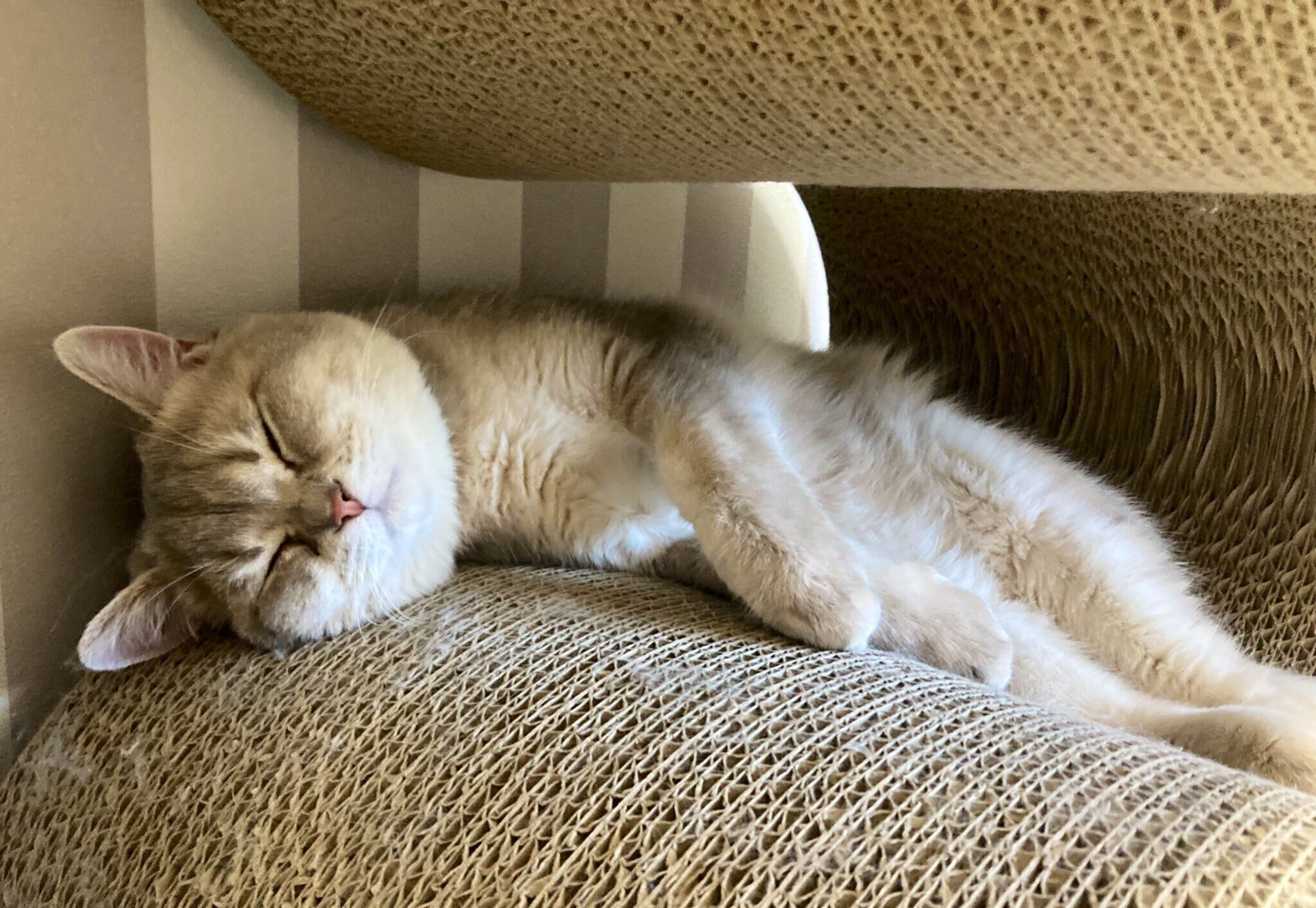 お気に入りの場所で眠るおでんくん