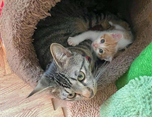 仲良しなうにくん、もずくくん