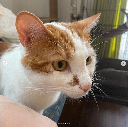 遠くを見る白茶猫のよいちくん