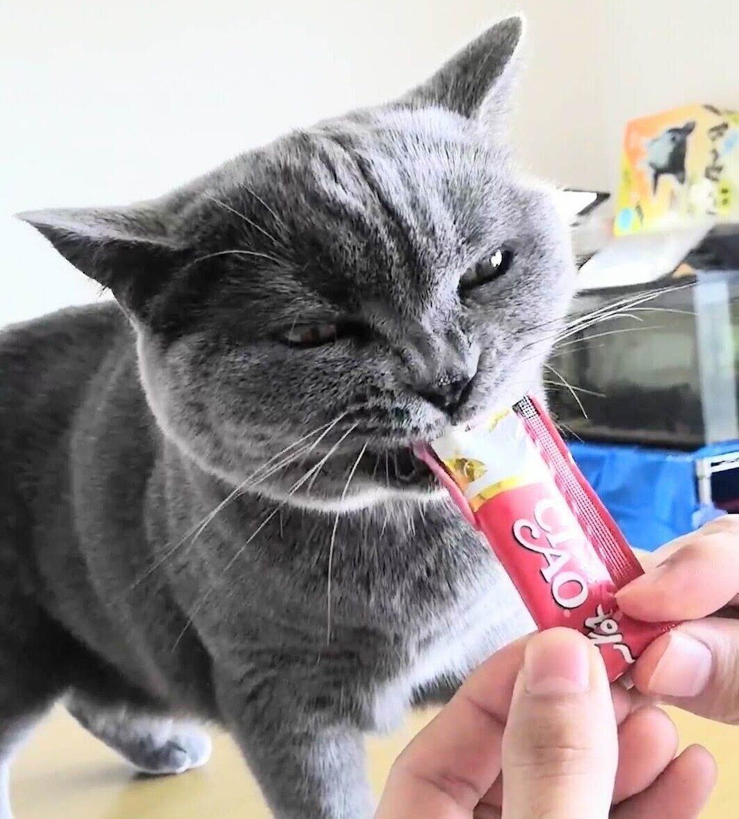 おやつを食べるハラミちゃん