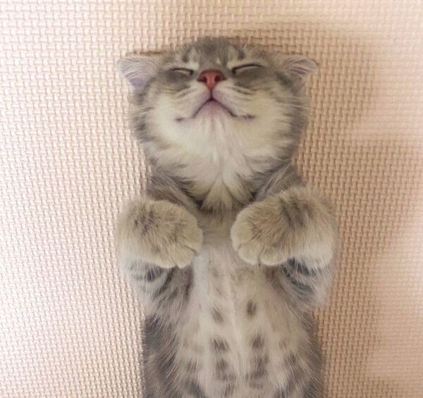 ヘソ天するまんぼうくん