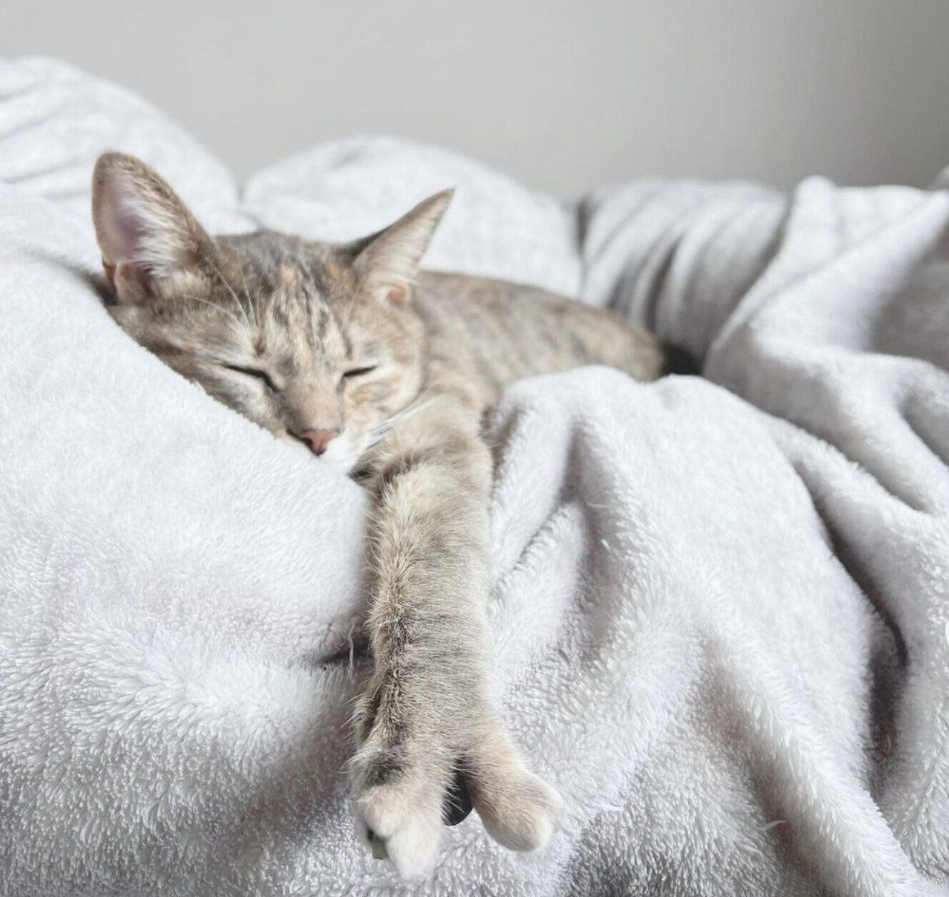 熟睡するコユビちゃん