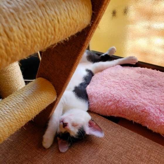 MIXのすだちちゃん