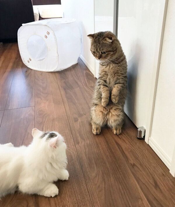 見つめ合うたぬ吉くん、ゆきおくん