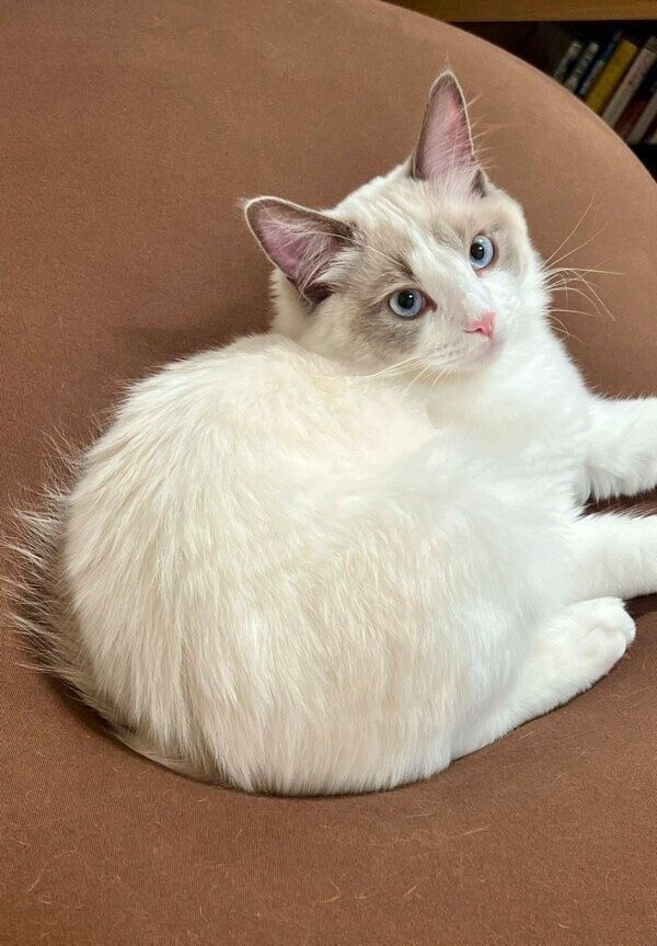 ヨギボーがお気に入りのソラくん