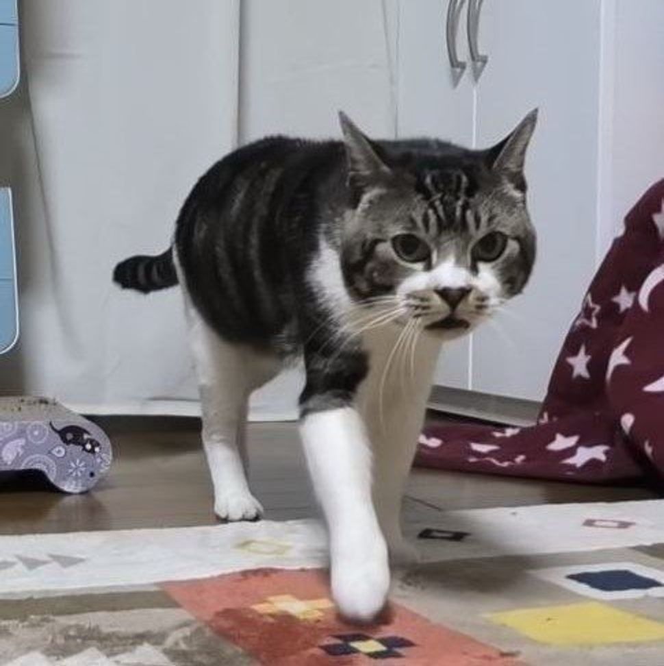 平日は仕事 不在のパパさんを探し求めて一生懸命に鳴くねこちゃん ねこのきもちweb Magazine 平日は仕事 不在のパパさんを探し求めて一生懸命に鳴くねこちゃん ねこのきもちweb Magazine