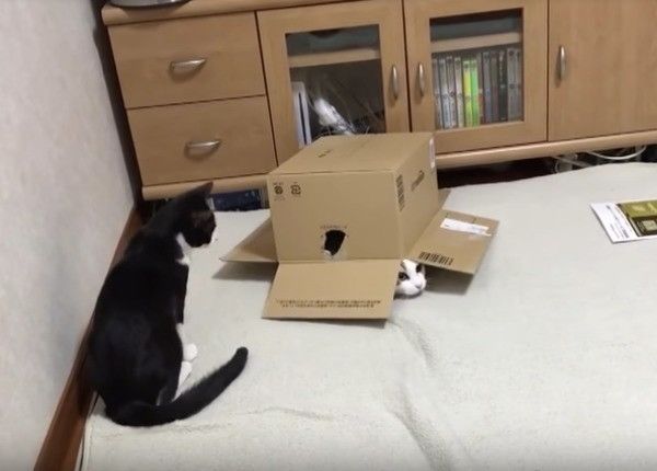 ヤドカリにゃんこ