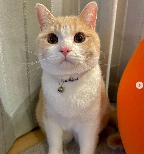 現在のなるとくん