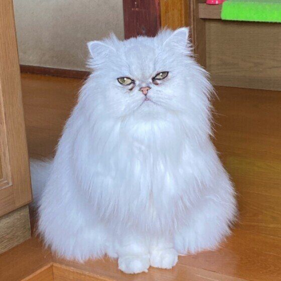 お出迎えするペルシャ