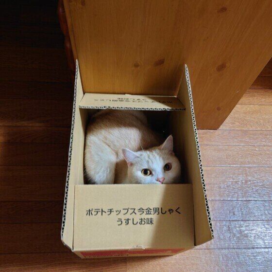 段ボール箱に入るマンチカン