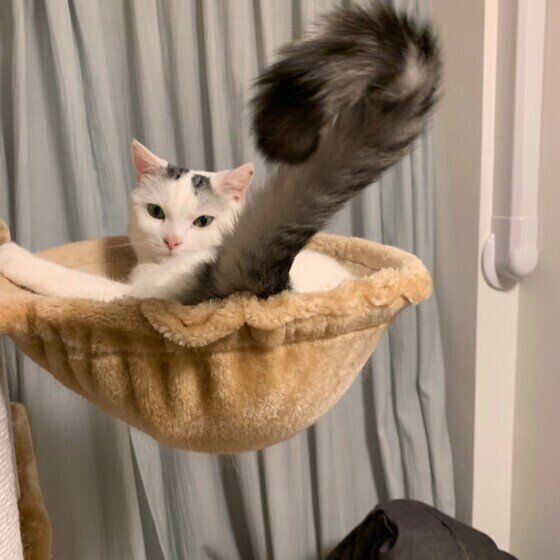 しっぽを振るマンチカンのくくちゃん