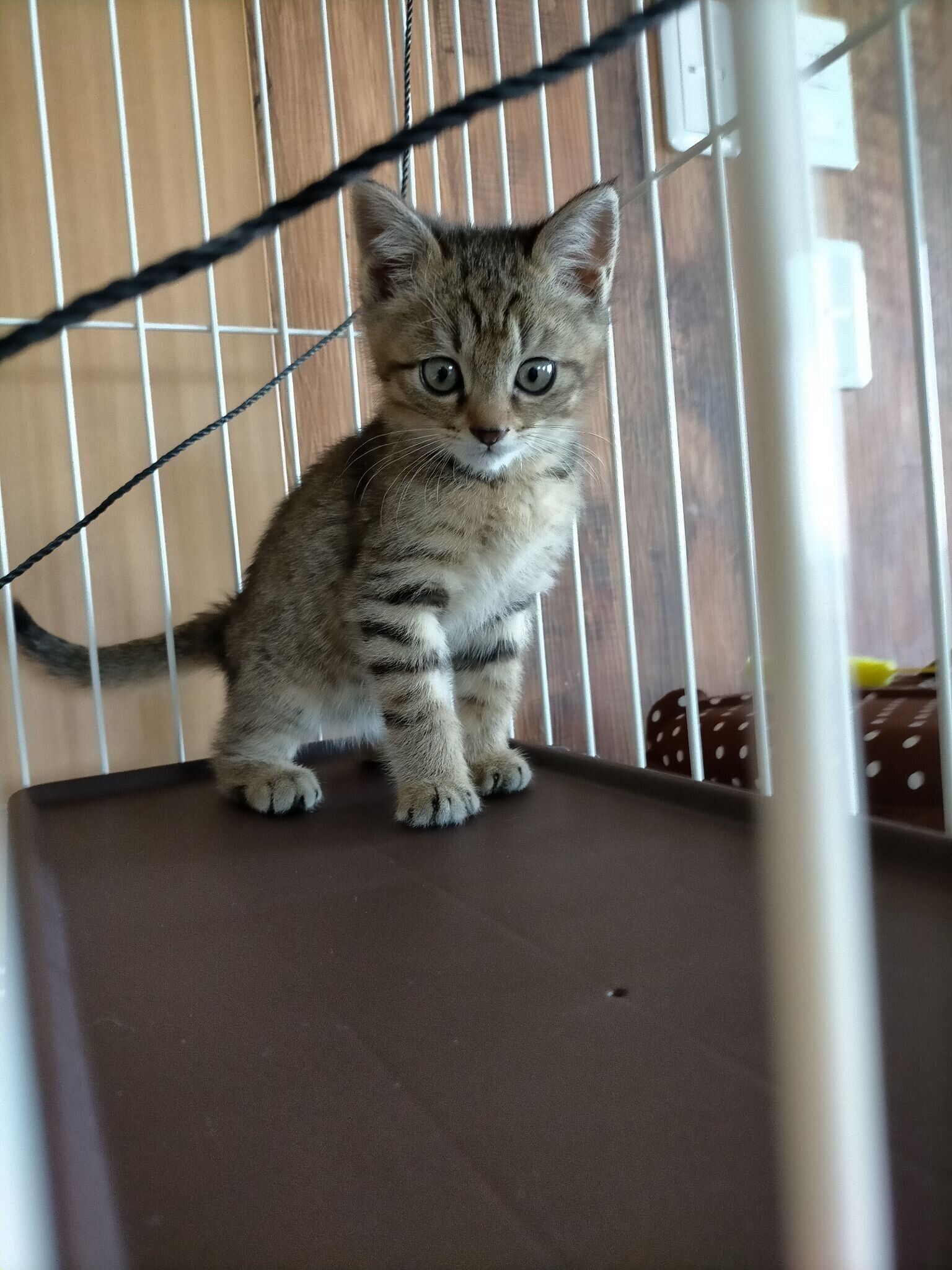 保護された頃の子猫