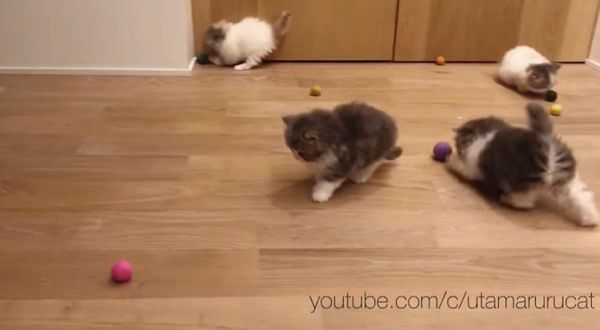 ボールで遊ぶ子猫