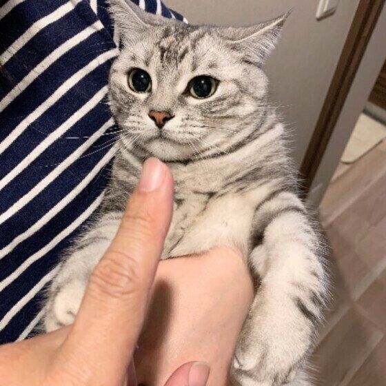 アメリカンショートヘア