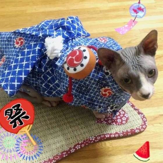 浴衣をきているスフィンクス