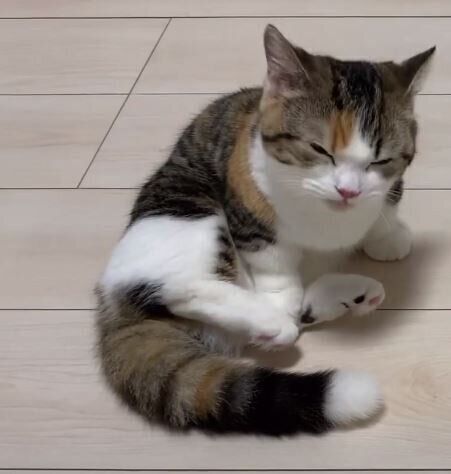 フレーメン反応をするミヌエット