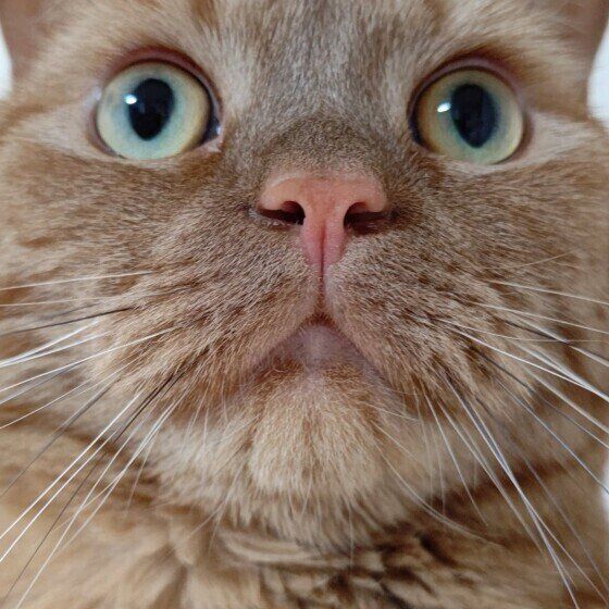 龍太ちゃん（アメリカンショートヘア）