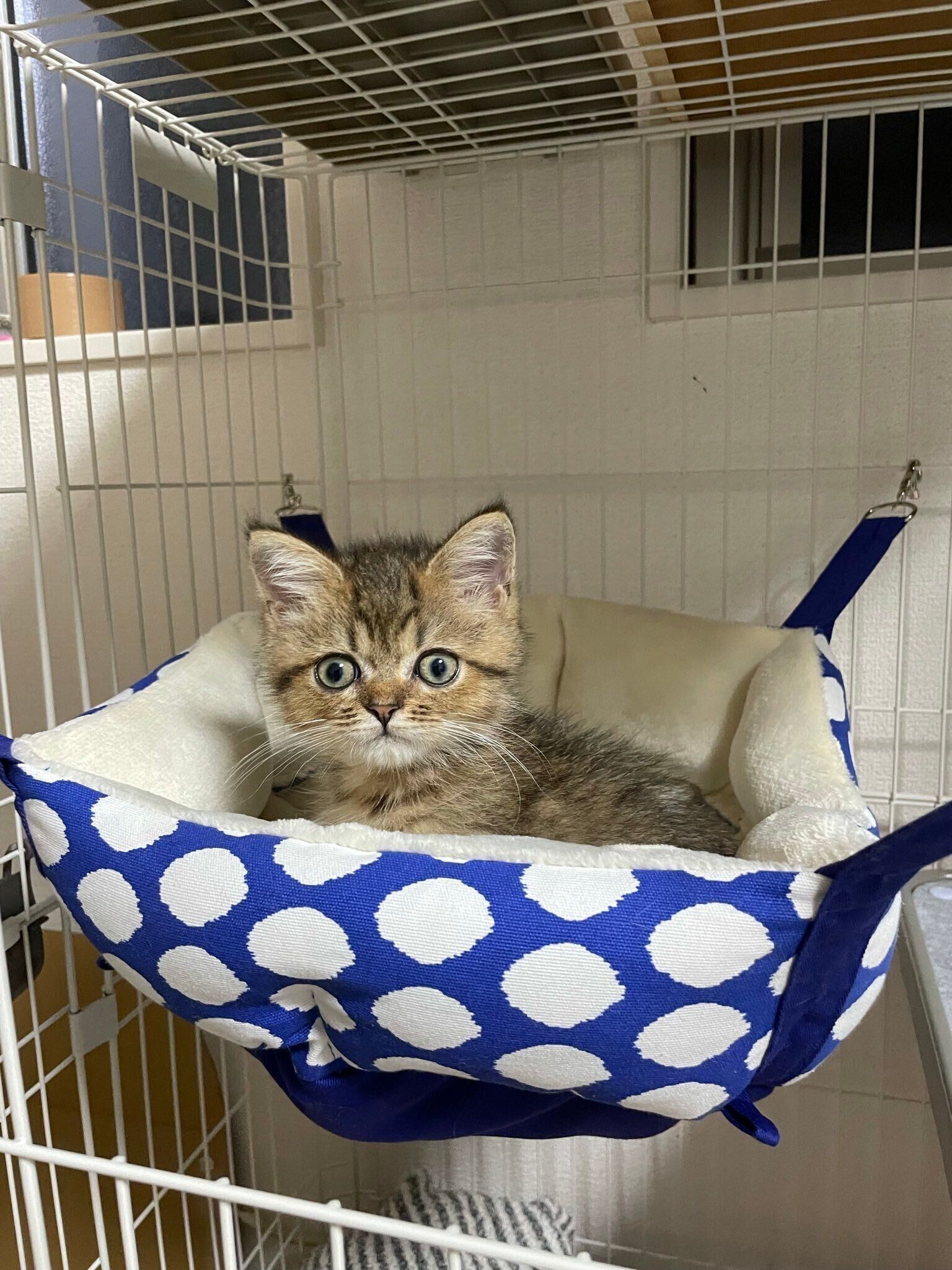 ハンモックでくつろぐミヌエットの子猫