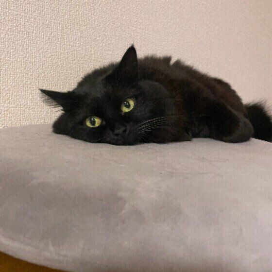 黒のたまちゃん