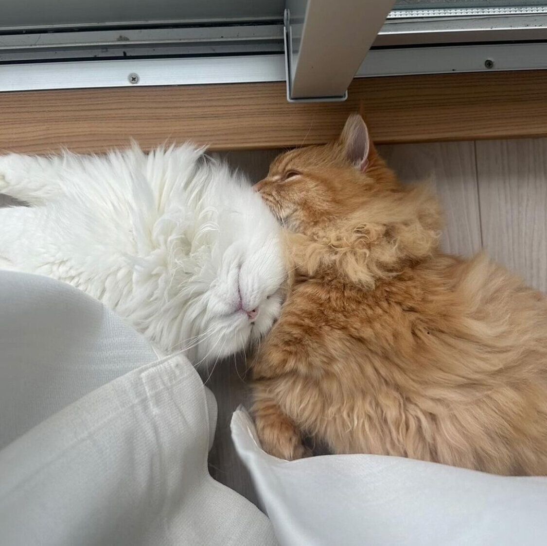 イチャイチャを続けるラテちゃん、チャイくん