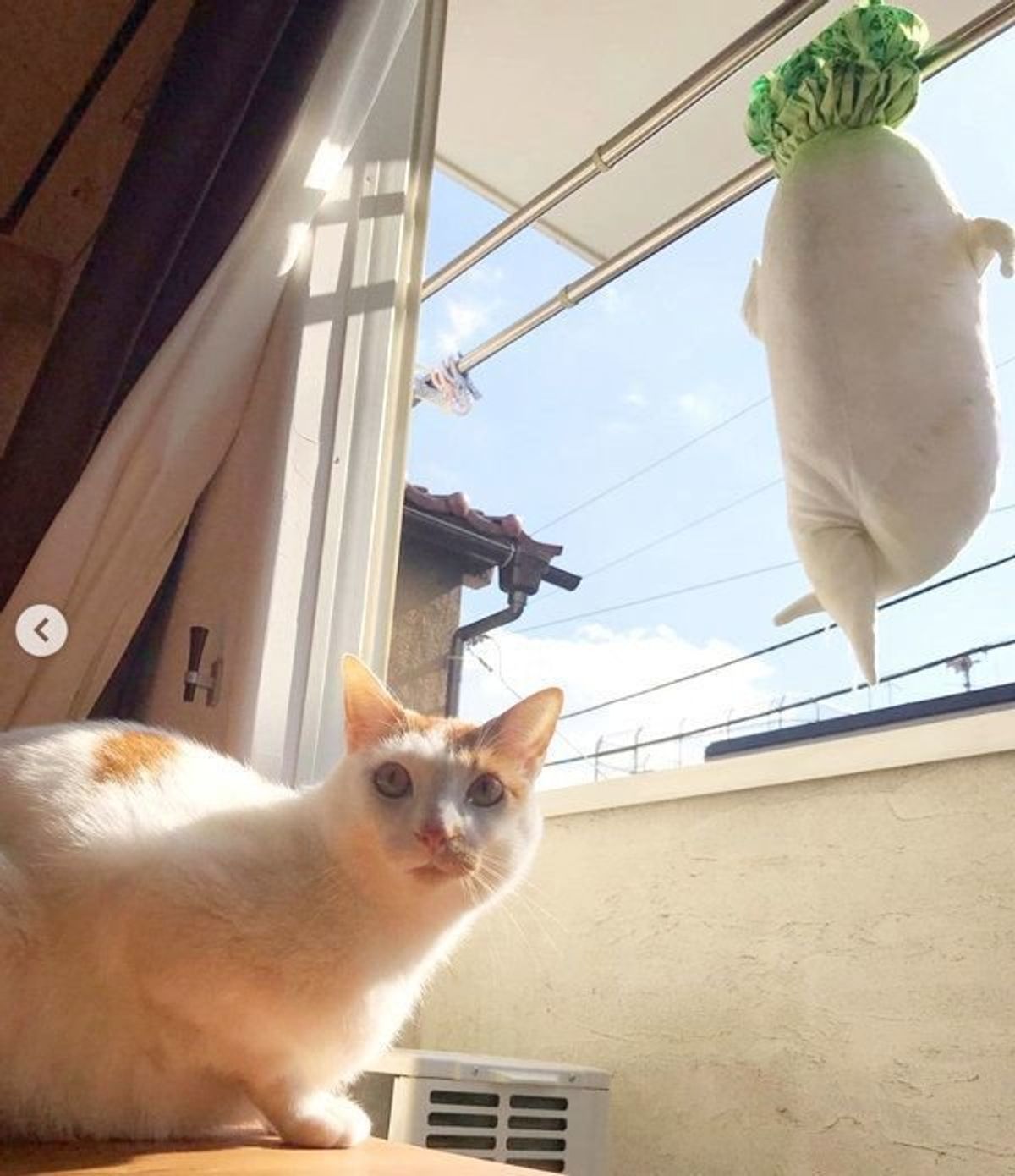 シュールすぎて爆笑 絶対二度見する セクシー大根を見つめる猫に反響 ねこのきもちweb Magazine シュールすぎて爆笑 絶対二度見する セクシー大根を見つめる猫に反響 ねこのきもちweb Magazine