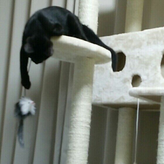 キャットタワーで遊ぶ黒猫