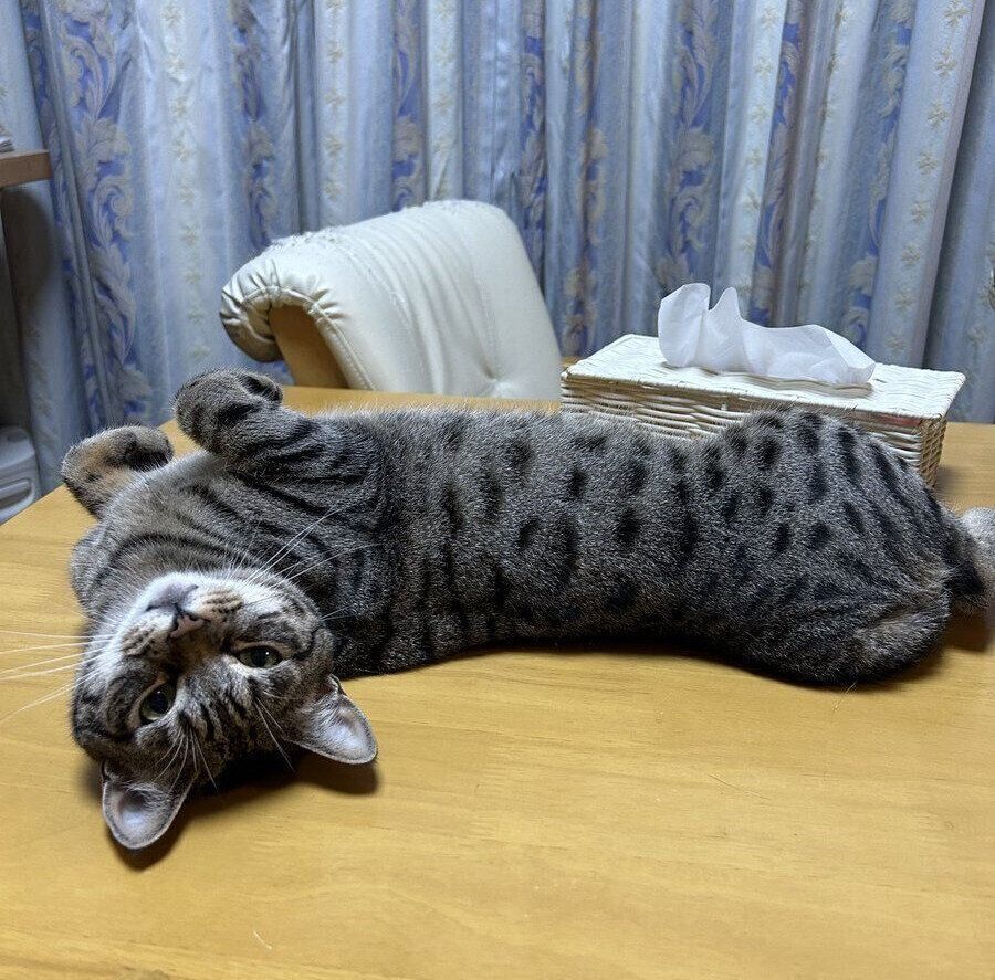 寝転がるしめじちゃん