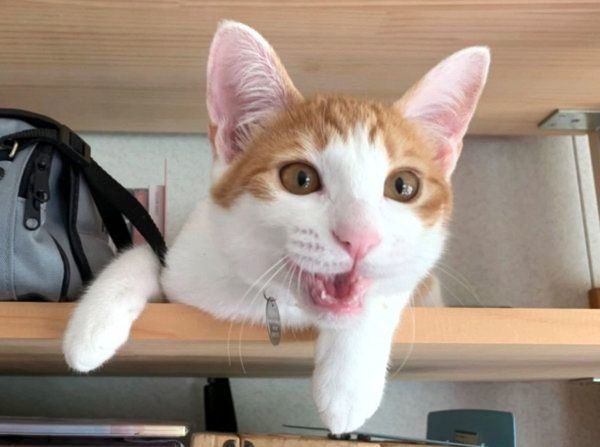 口を開けるミィちゃん