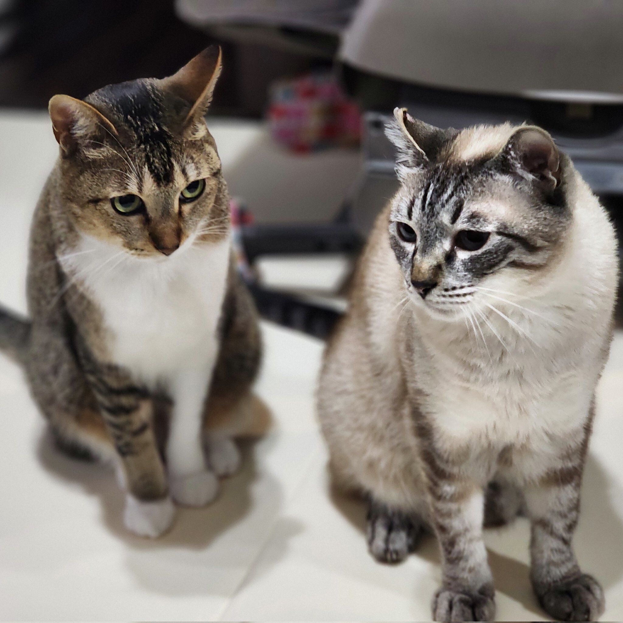 絶妙な距離感の海空くん、かん夏ちゃん