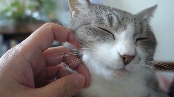 マッサージされる猫