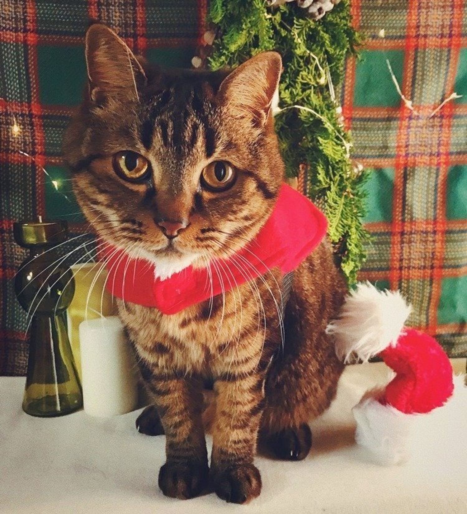 愛猫と一緒に過ごせることが嬉しい そんなクリスマス しまねこぐぐ Vol 41 ねこのきもちweb Magazine 愛猫と一緒に過ごせることが嬉しい そんなクリスマス しまねこぐぐ Vol 41 ねこのきもちweb Magazine