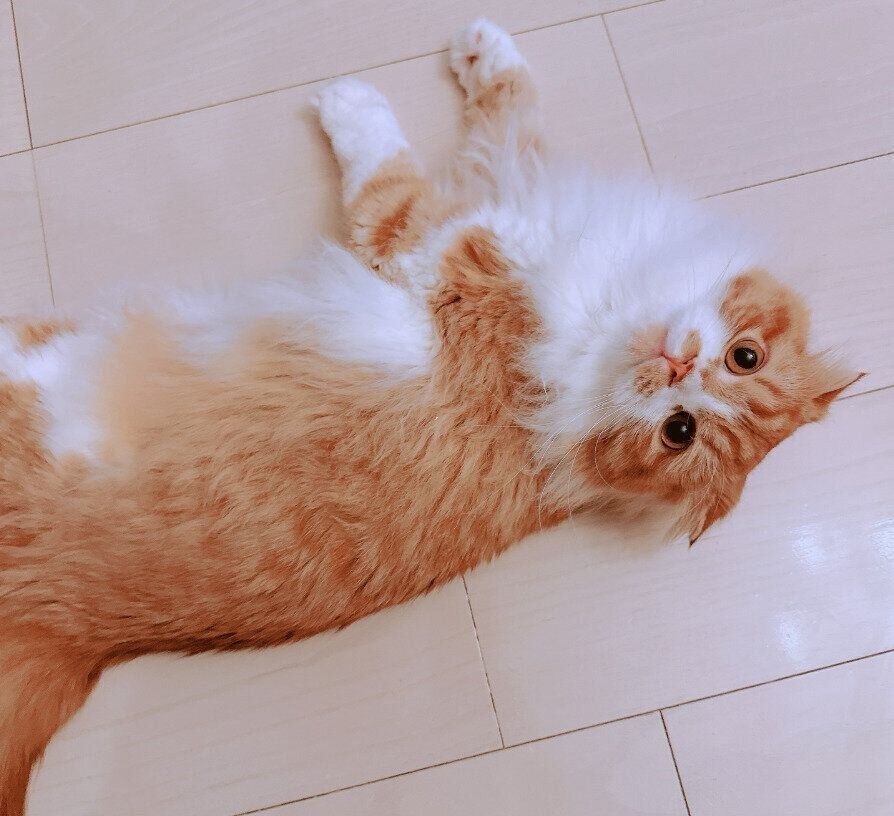 床に寝転ぶスコティッシュフォールド