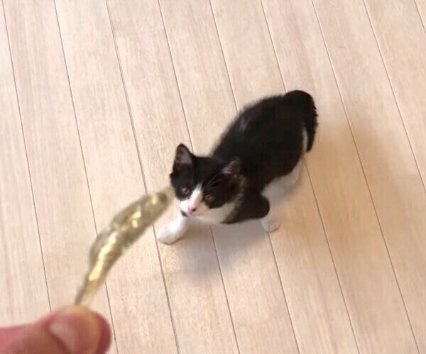 煮干しを与えたら荒ぶってしまったむーくん