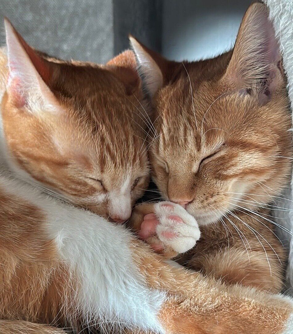 くっついて眠るうりくん、てとくん