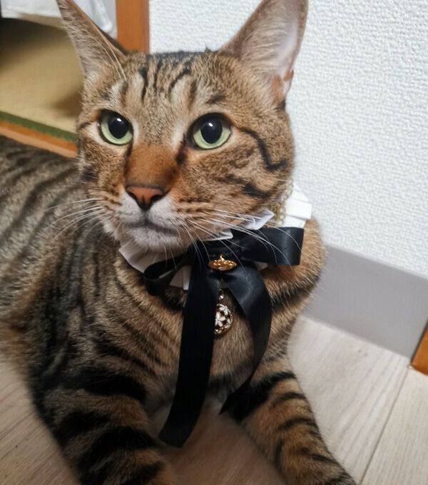 くつろぐ大福くん