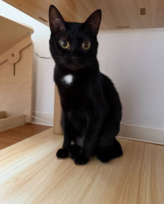 座っている猫